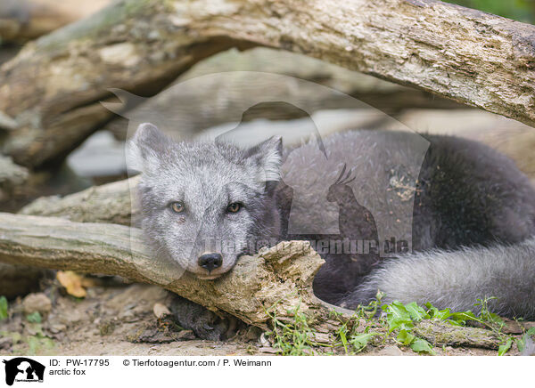 arctic fox / PW-17795