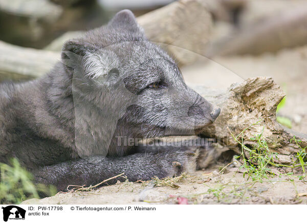 arctic fox / PW-17798