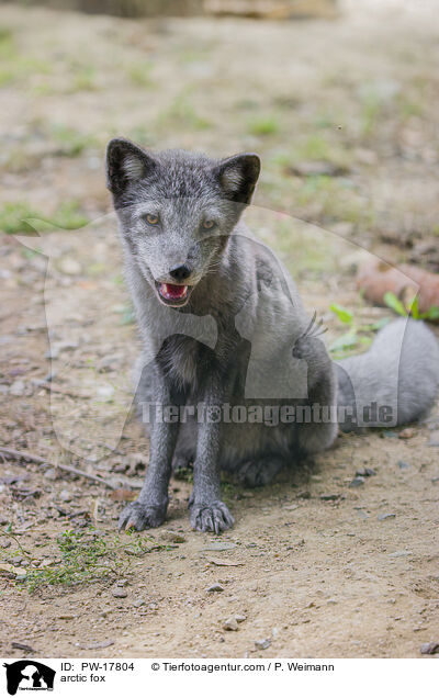 arctic fox / PW-17804