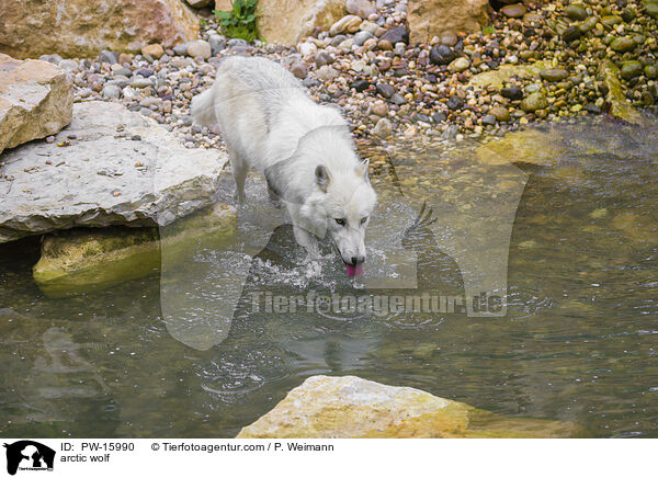 arctic wolf / PW-15990