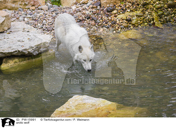 arctic wolf / PW-15991