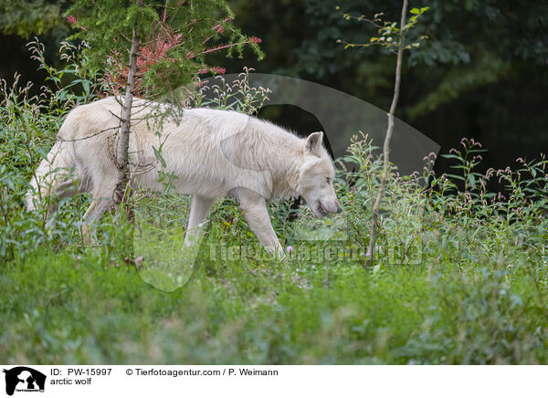 arctic wolf / PW-15997