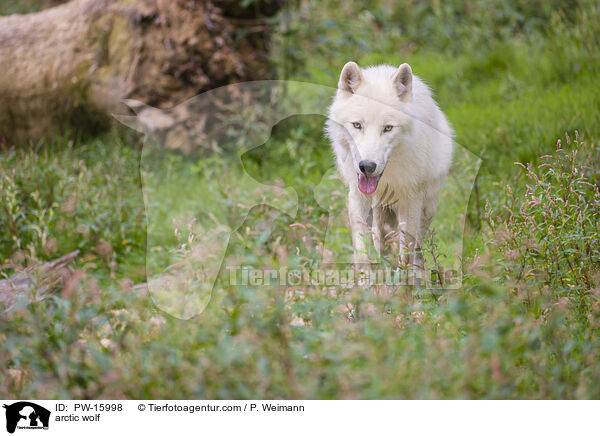 arctic wolf / PW-15998