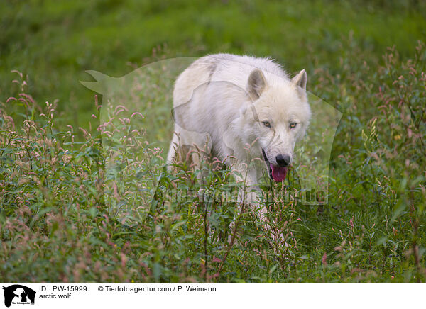 arctic wolf / PW-15999