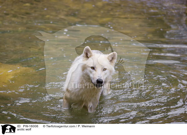 arctic wolf / PW-16006