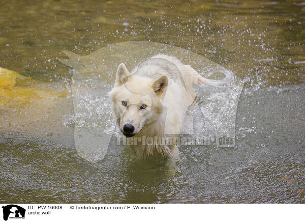 arctic wolf / PW-16008