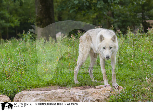 arctic wolf / PW-16013