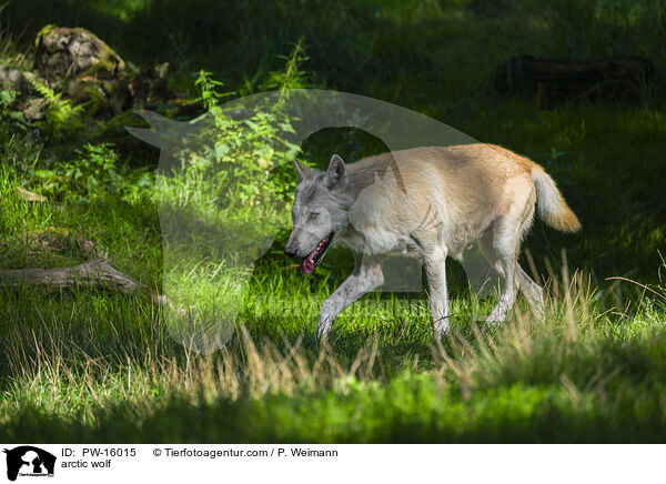 arctic wolf / PW-16015