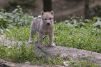 young arctic wolf