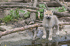 young arctic wolf