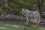 arctic wolf