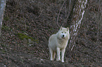 standing Arctic Wolf