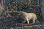 walking Arctic Wolf