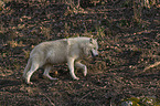 walking Arctic Wolf