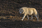 running  Arctic Wolf