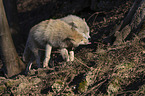 standing Arctic Wolves