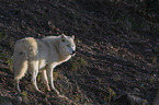 standing Arctic Wolf