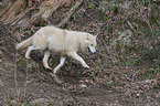 running Arctic Wolf