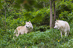 arctic wolves