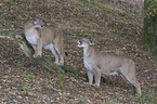Pumas in the forest