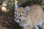young Puma