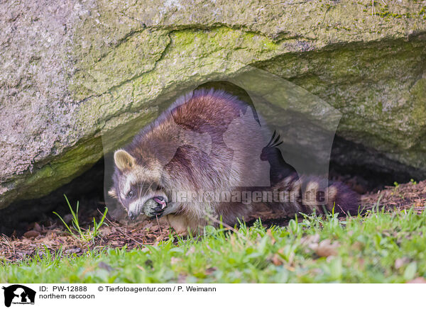 northern raccoon / PW-12888