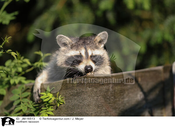 northern raccoon / JM-16513