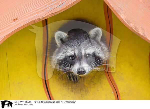 northern raccoon / PW-17520