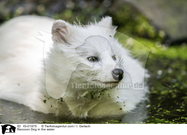 Raccoon Dog in the water / IG-01975