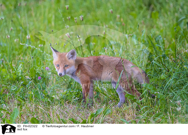 red fox / FH-02322