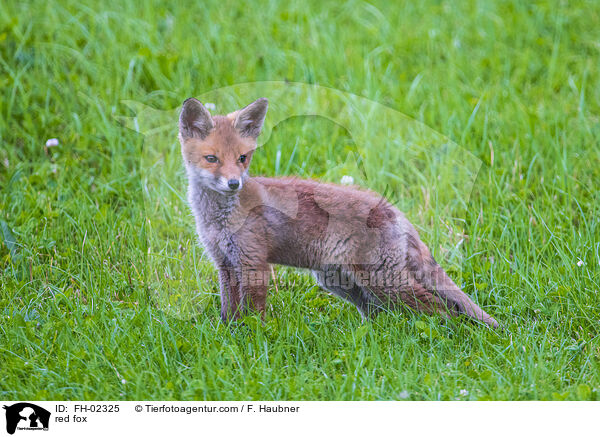 red fox / FH-02325