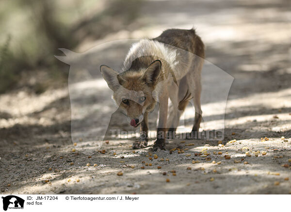 red fox / JM-17204