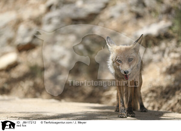 red fox / JM-17212