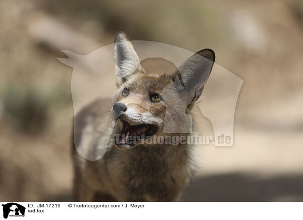 red fox / JM-17219