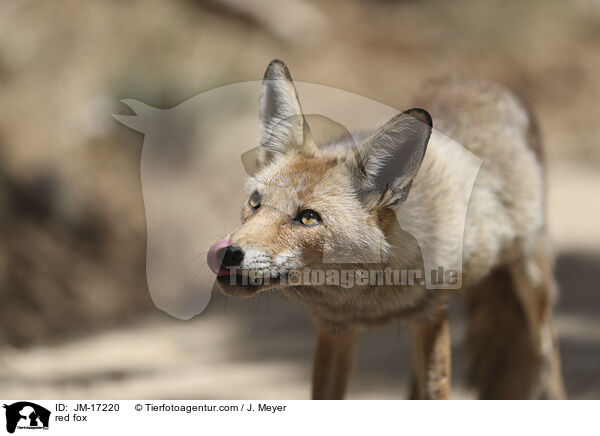 red fox / JM-17220