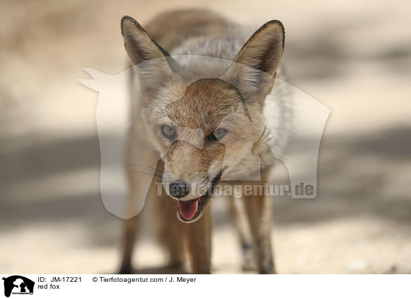 red fox / JM-17221