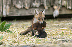 young red fox