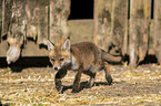 young red fox