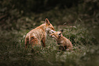 red foxes