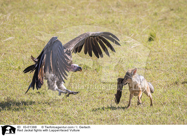 Red Jackal fights with Lappet-faced Vulture / IG-01388