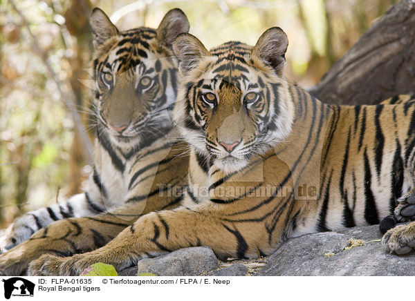 Royal Bengal tigers / FLPA-01635