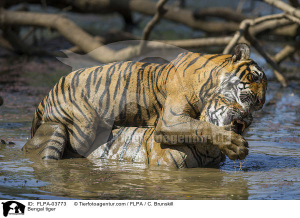 Bengal tiger / FLPA-03773