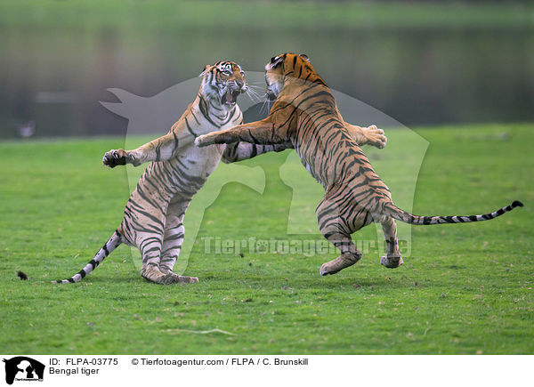 Bengal tiger / FLPA-03775
