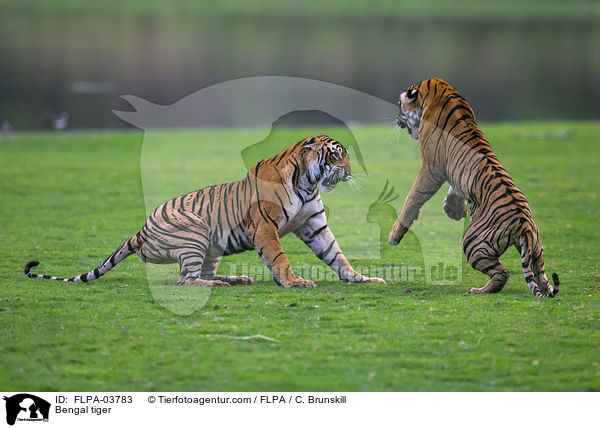 Bengal tiger / FLPA-03783