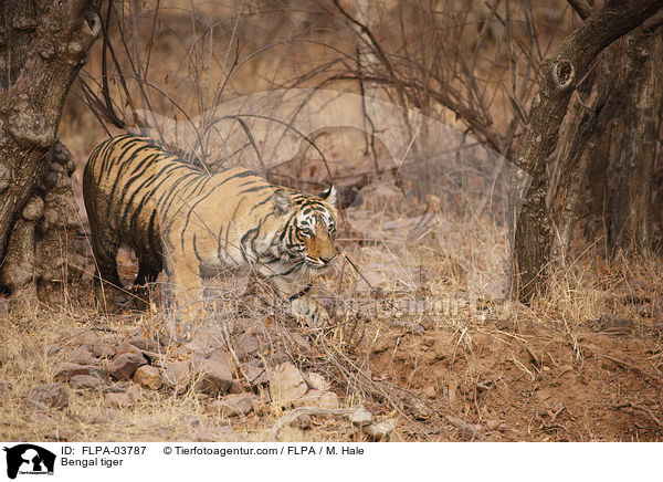 Bengal tiger / FLPA-03787