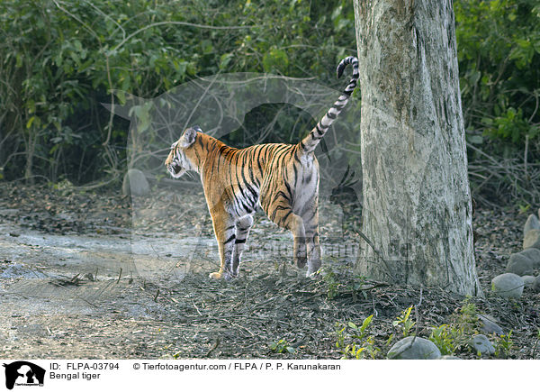 Bengal tiger / FLPA-03794