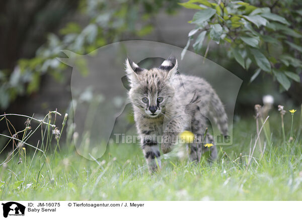 Serval Jungtier / Baby Serval / JM-16075