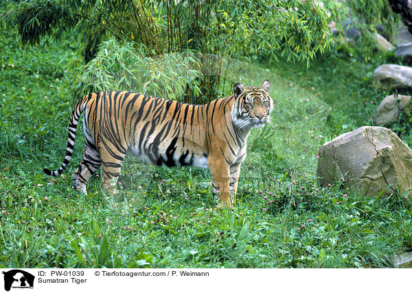Sumatran Tiger / PW-01039