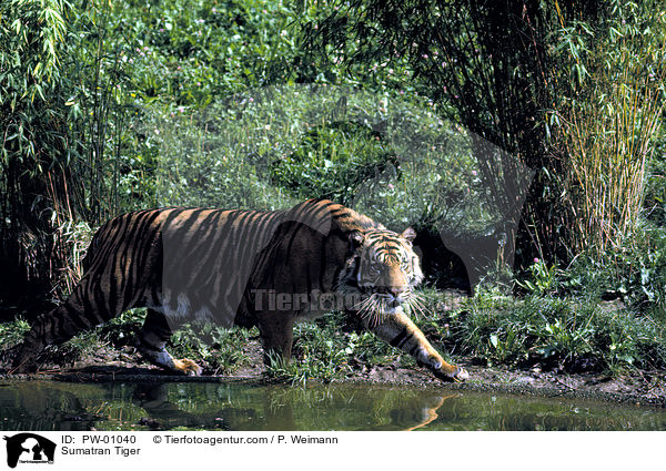 Sumatran Tiger / PW-01040