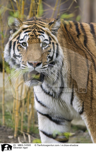 Amurtiger / Siberian tiger / MBS-14595